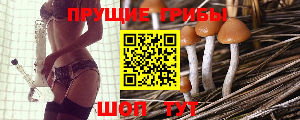 Сунжа  Псилоцибиновые грибы Psilocybe  Вход с VPN 