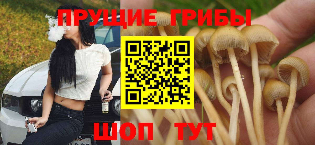 Галлюциногенные грибы Psilocybe Сунжа